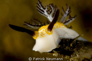 Nudi Anilao taken with canon 400D/Hugyfot by Patrick Neumann 